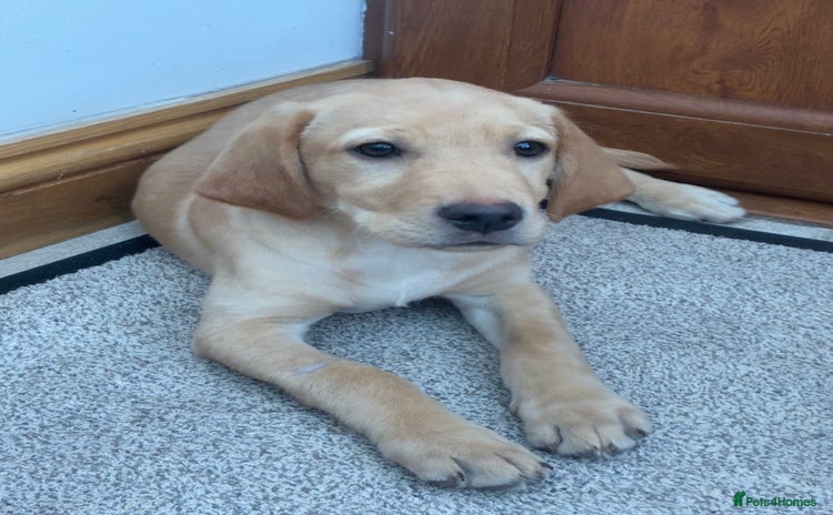 Labrador Retriever dogs - Advert 2
