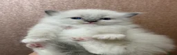 Ragdoll cats for sale: Beautiful Ragdoll kittens  - Advert 10