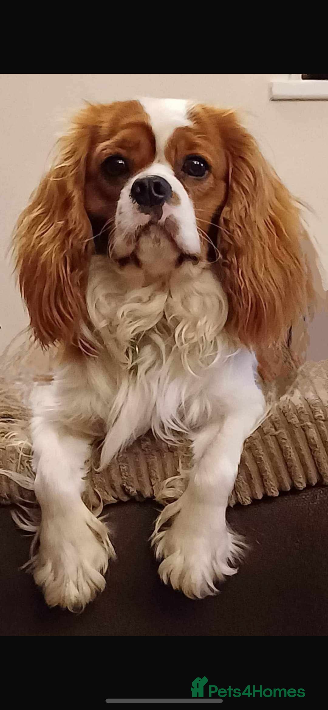 Cavalier King Charles Spaniel dogs for sale: Cavalier King Charles spaniel puppies  - Advert 11