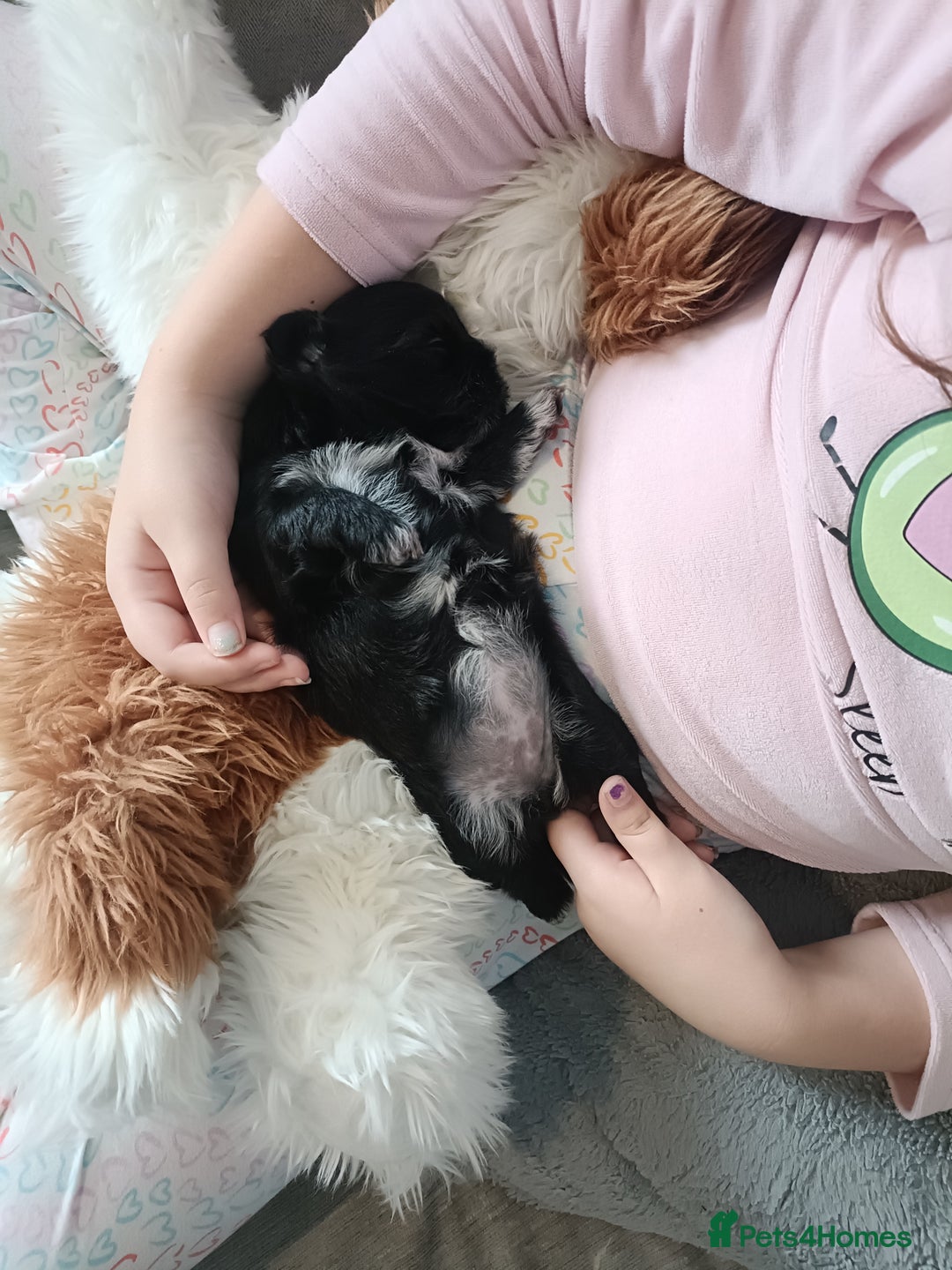 Mixed Breed dogs for sale: Beautiful shihpoo looking for perfect forever home - Image 5