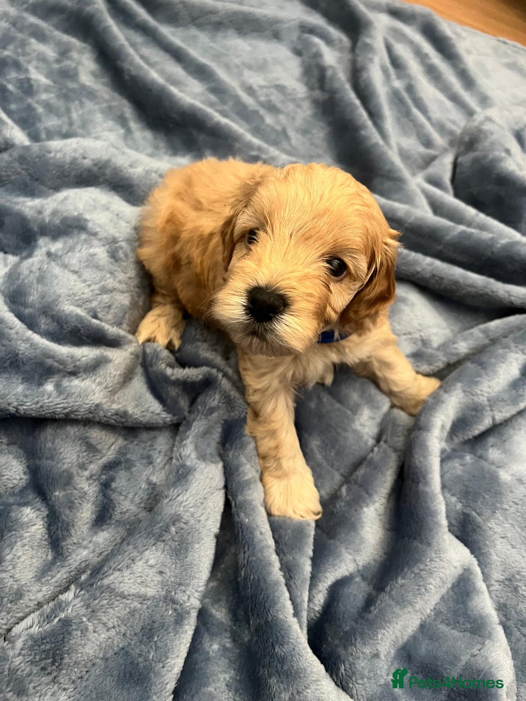 Cockapoo dogs for sale: Beautiful litter of cockapoos - Image 34