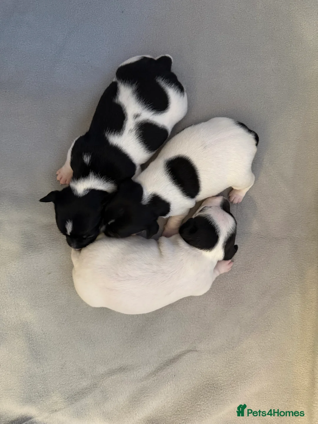 Jack Russell dogs for sale: Jack Russell Pups - Advert 3