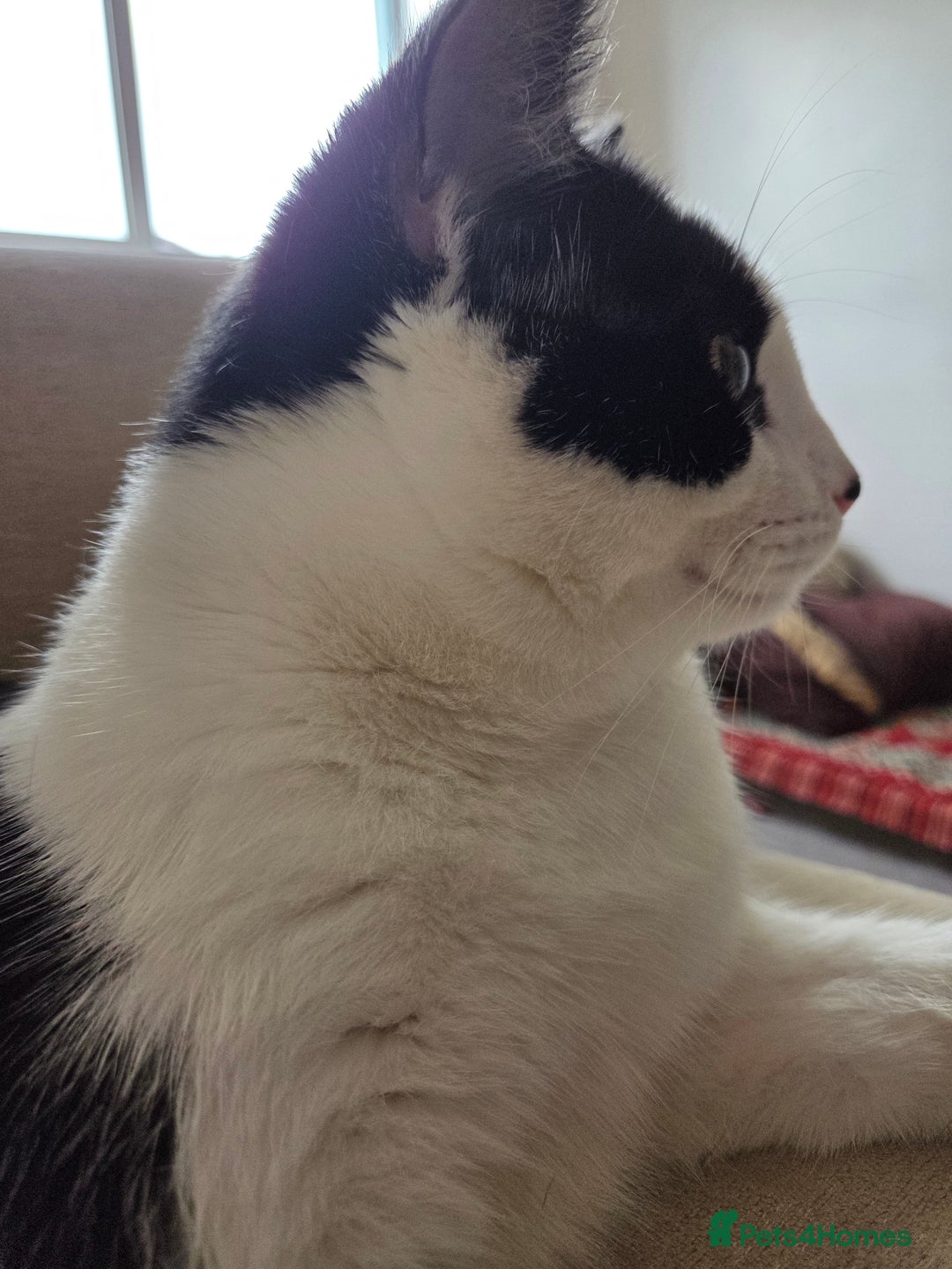 Mixed Breed cats for sale: Sonbul - Image 8