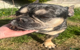 French Bulldog dogs for sale: Beautiful Male French Bulldog  - Image 1