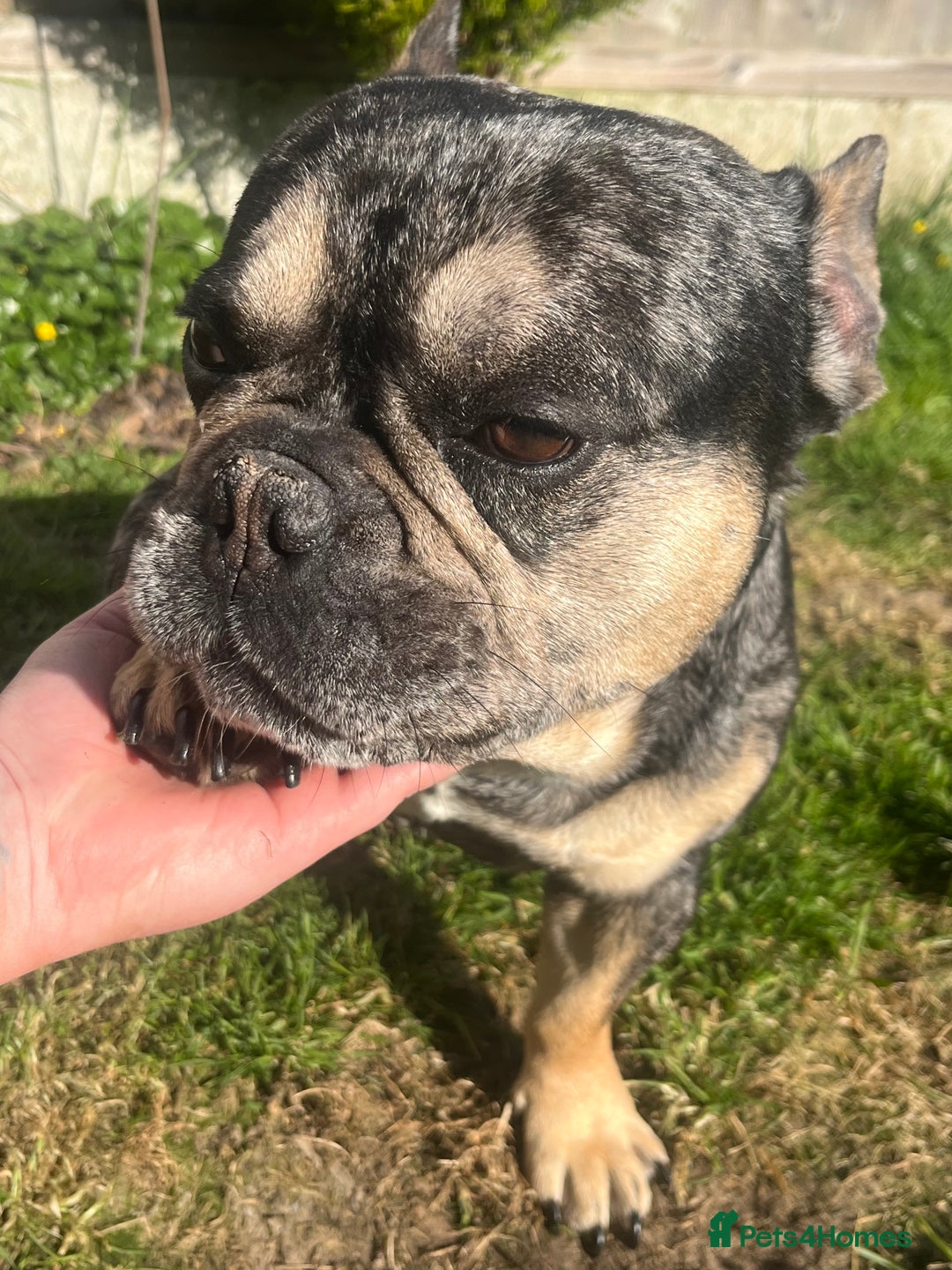 French Bulldog dogs for sale: Beautiful Male French Bulldog  - Image 1