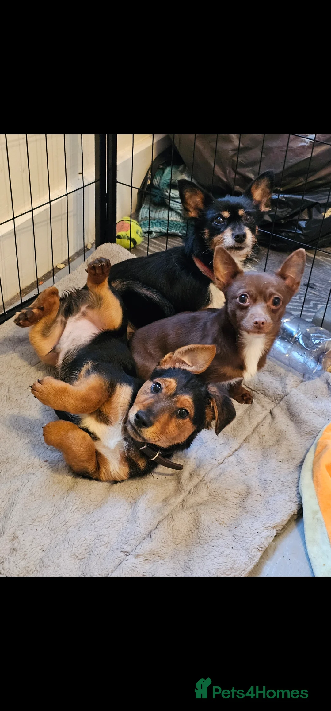 Lancashire Heeler dogs for sale: Male puppy Lancashire Heeler in Burnley - Advert 2