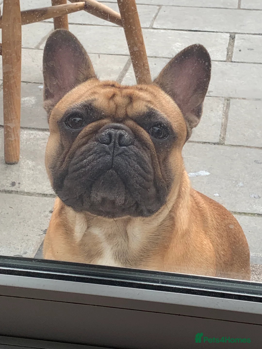 French Bulldog dogs for stud: Red fawn Dicar sired silver health tested in Edinburgh - Advert 8