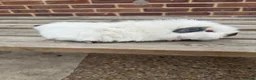 Guinea Pig rodents for sale: Guniea pigs  - Advert 6