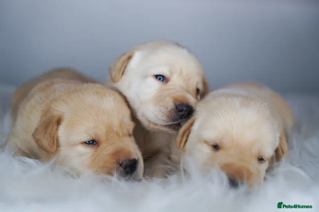 Labrador Retriever dogs for sale: Full Show & Fully health Tested Stud - Advert 19