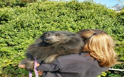 German Spitz dogs for sale: Friendly Freddie Looking For Loving Home - Image 9