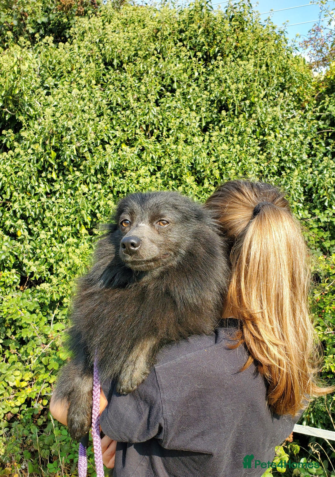 German Spitz dogs for sale: Friendly Freddie Looking For Loving Home - Image 9