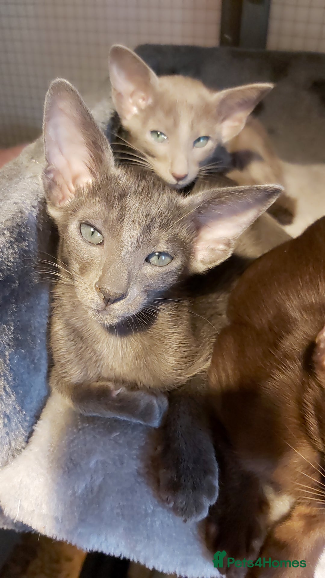 Oriental cats for sale: Full Pedigree Oriental 6 Kittens XL size ears GCCF - Advert 38