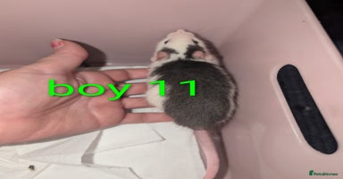 Rat rodents - Advert 2