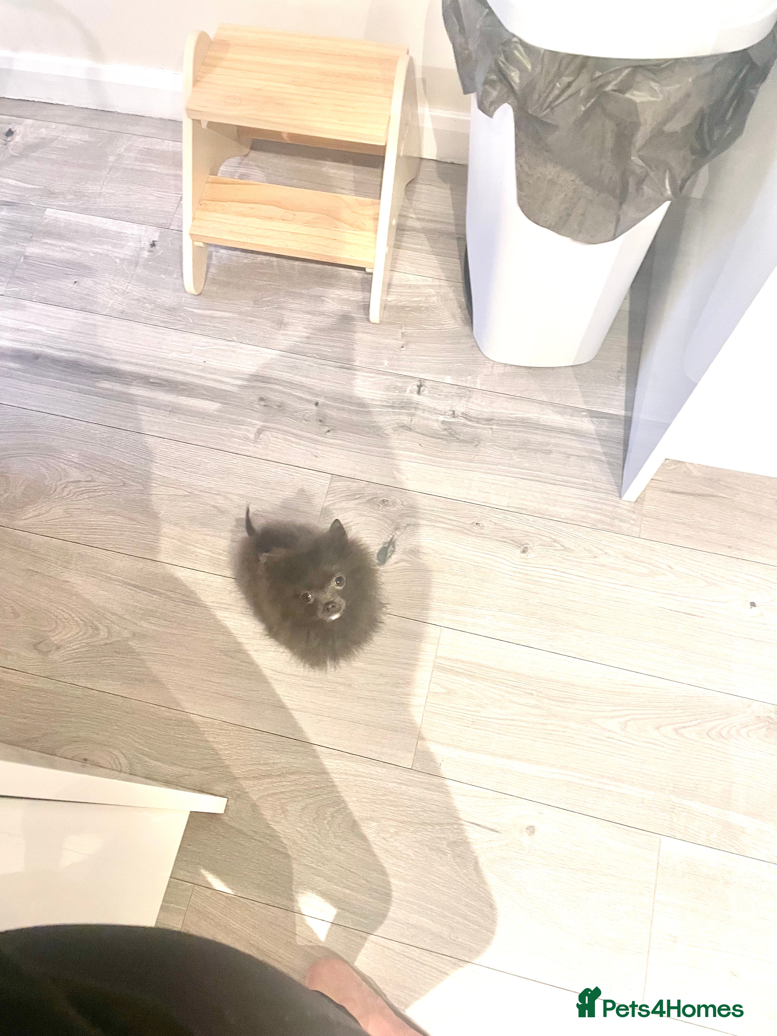 Pomeranian dogs Tiny blue male pomeranian - Advert 12