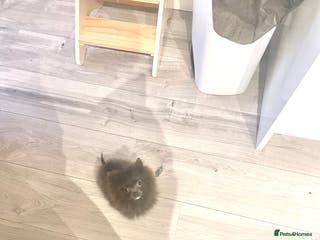 Pomeranian dogs Tiny blue male pomeranian - Advert 17