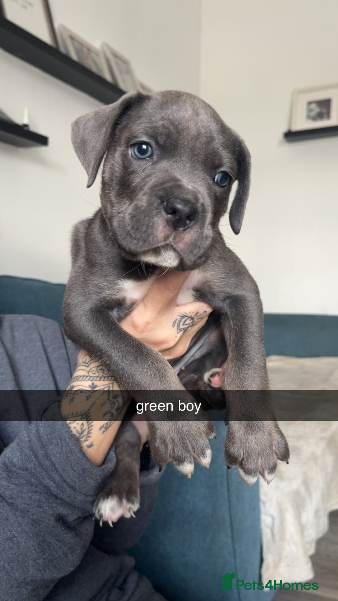 Cane Corso dogs for sale: Beautiful Cane Corso Puppies - Image 8