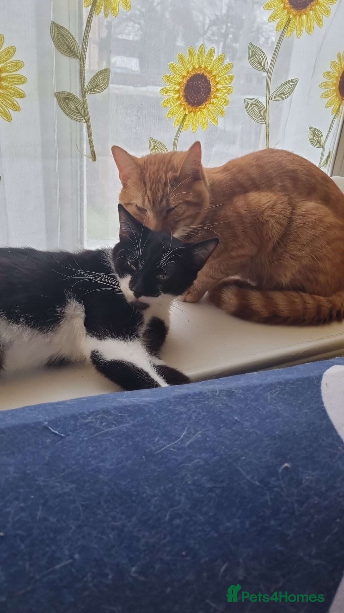 Mixed Breed cats Sisters - Advert 9