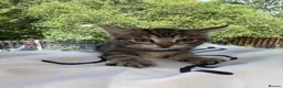Mixed Breed cats for sale: Beautiful baby kittens  in Poole - Advert 5