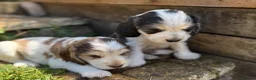 Cocker Spaniel dogs for sale: OUTSTANDING KC SHOW COCKER SPANIELS  - Advert 5