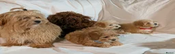 Maltipoo dogs for sale: Lovely Maltipoo Puppies Ready To Leave - Advert 6