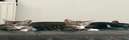 Mixed Breed cats for sale: Kittens  - Advert 6