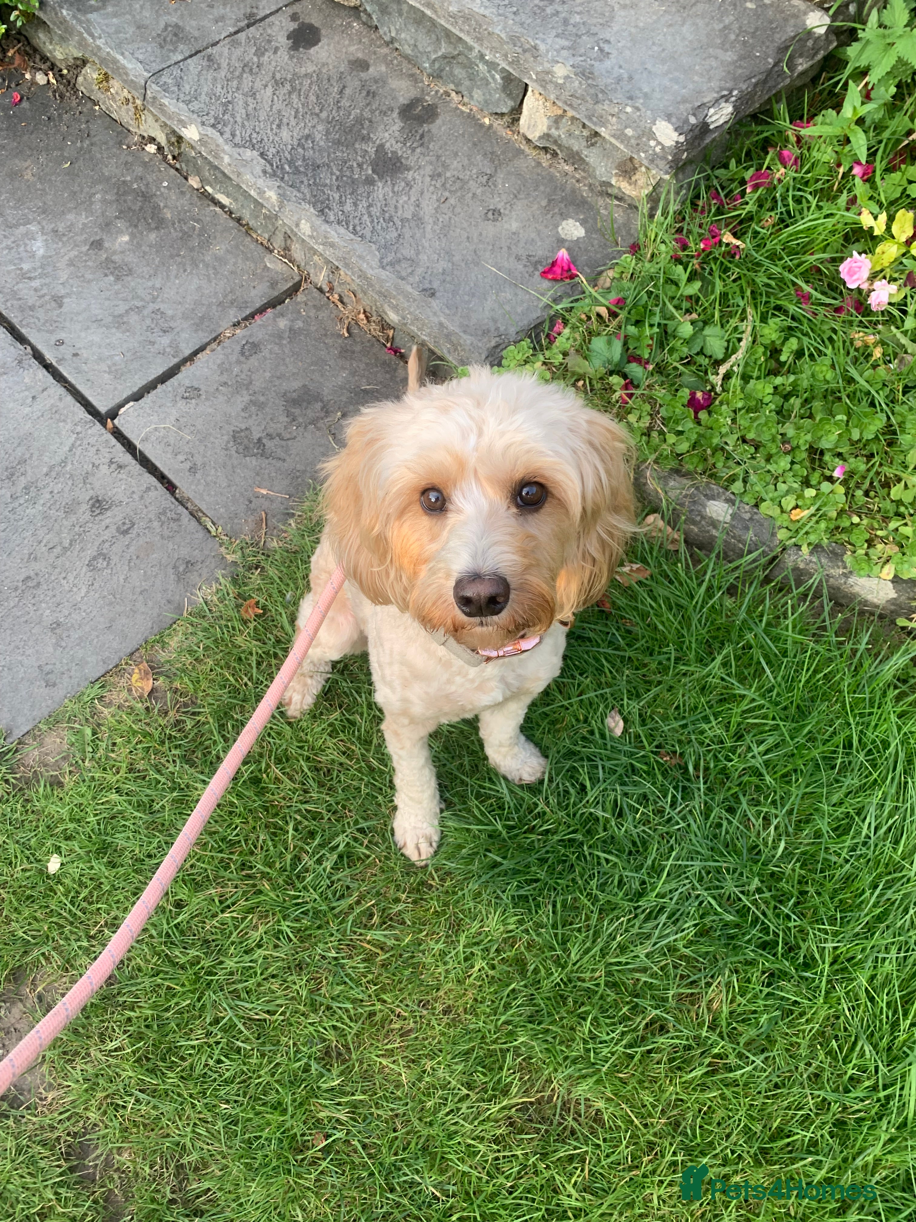 Cockapoo dogs ✨ Beautiful Cockapoo Puppies –  1 Boy & 4 Girls✨ - Advert 10