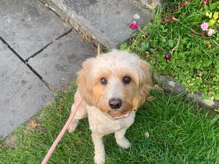 Cockapoo dogs ✨ Beautiful Cockapoo Puppies – 1 Boy & 4 Girls✨ - Advert 15