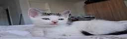 Mixed Breed cats for sale: White boy with distinct black markings - Advert 11