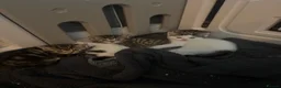 Mixed Breed cats for sale: kittens for sale!!!  - Advert 3