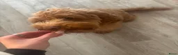 Cockapoo dogs for sale: Bruno - Advert 10