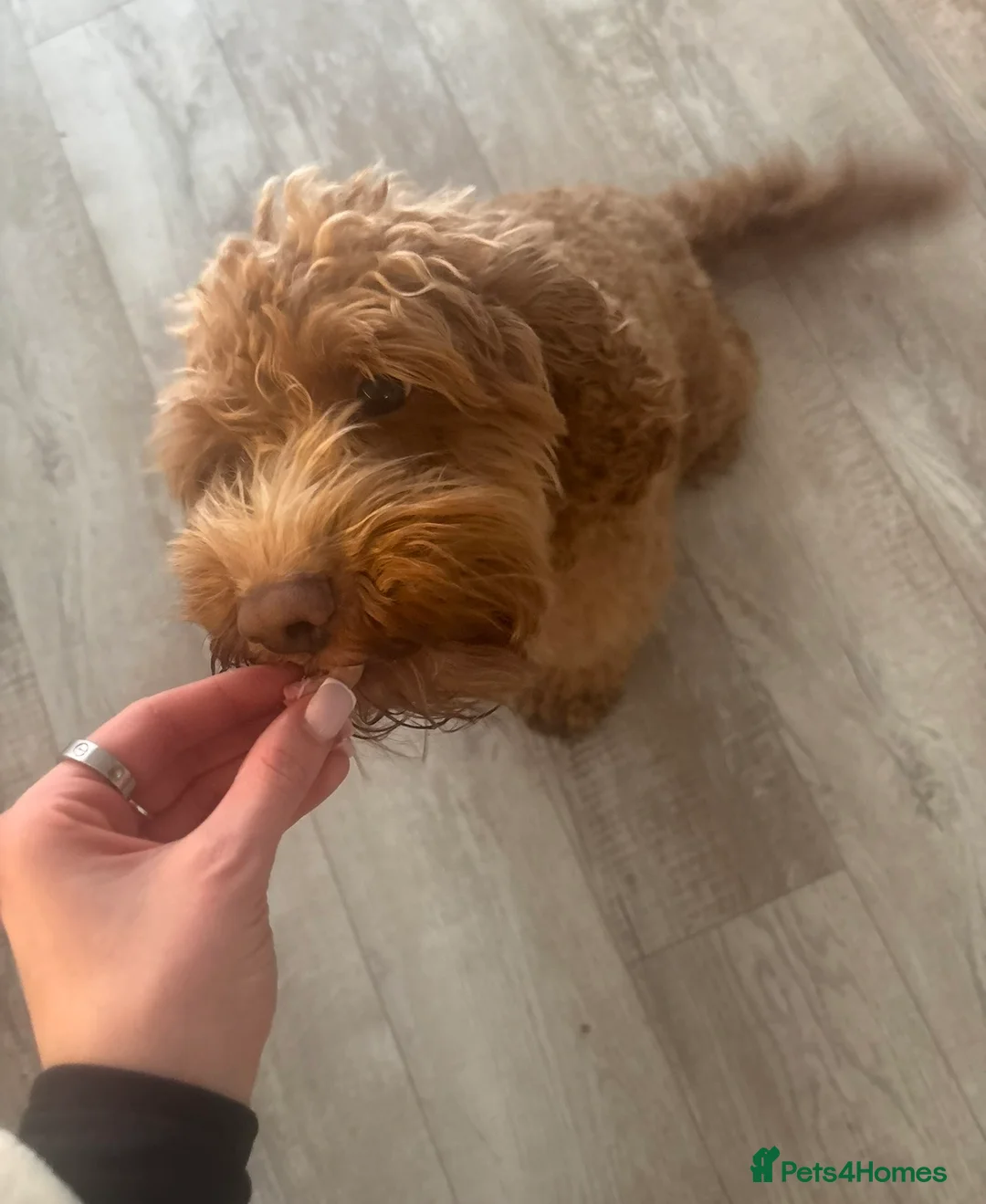 Cockapoo dogs for sale: Bruno - Advert 10
