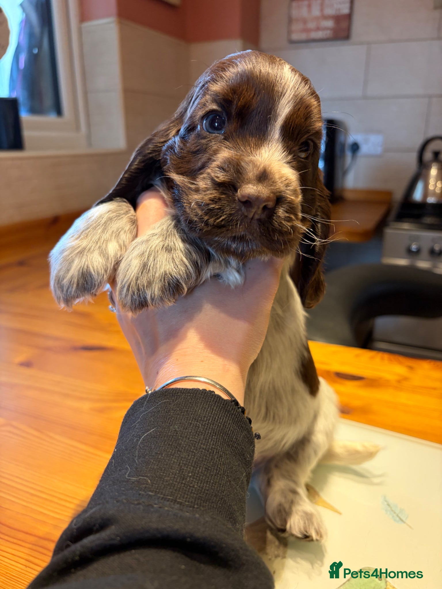 Cocker Spaniel dogs 2 left available Serbia import lines SHOW cockers  - Advert 17