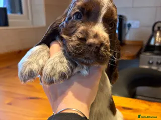 Cocker Spaniel dogs 2 left available Serbia import lines SHOW cockers - Advert 1
