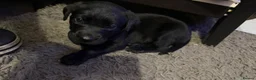 Labrador Retriever dogs for sale: Beautiful Chunky Labrador Puppies  in Alfreton - Advert 15