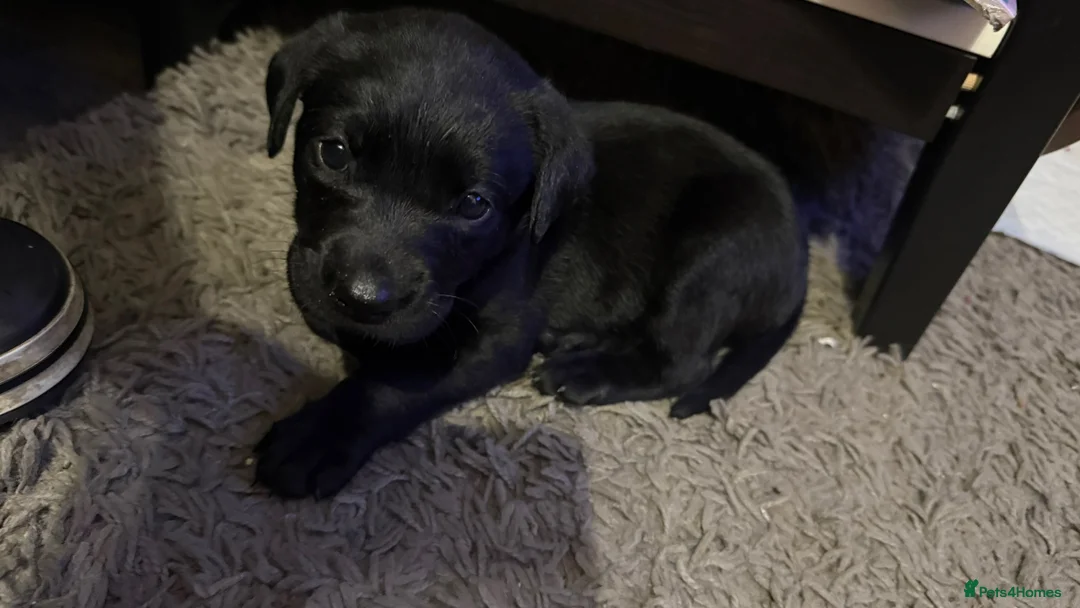 Labrador Retriever dogs for sale: Beautiful Chunky Labrador Puppies  in Alfreton - Advert 15