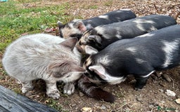 Pig livestock for sale: Kunekune Pigs  - Advert 4