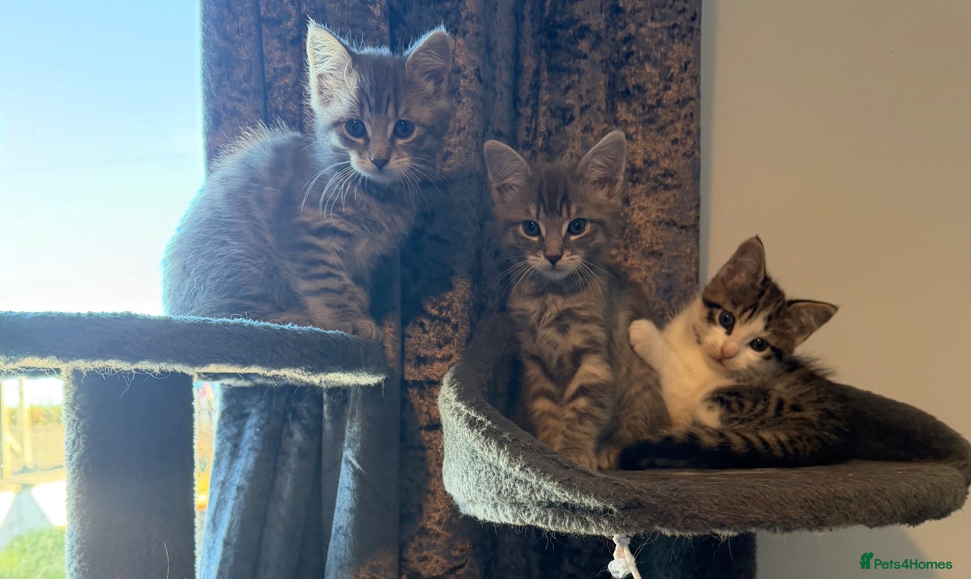 Mixed Breed cats *Only Brown & White Girl Tabby Left* - Advert 2
