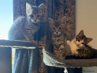 Mixed Breed cats *Only Brown & White Girl Tabby Left* - Advert 2