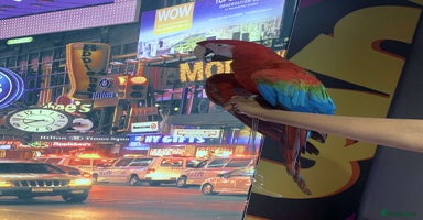 Macaws birds - Advert 12