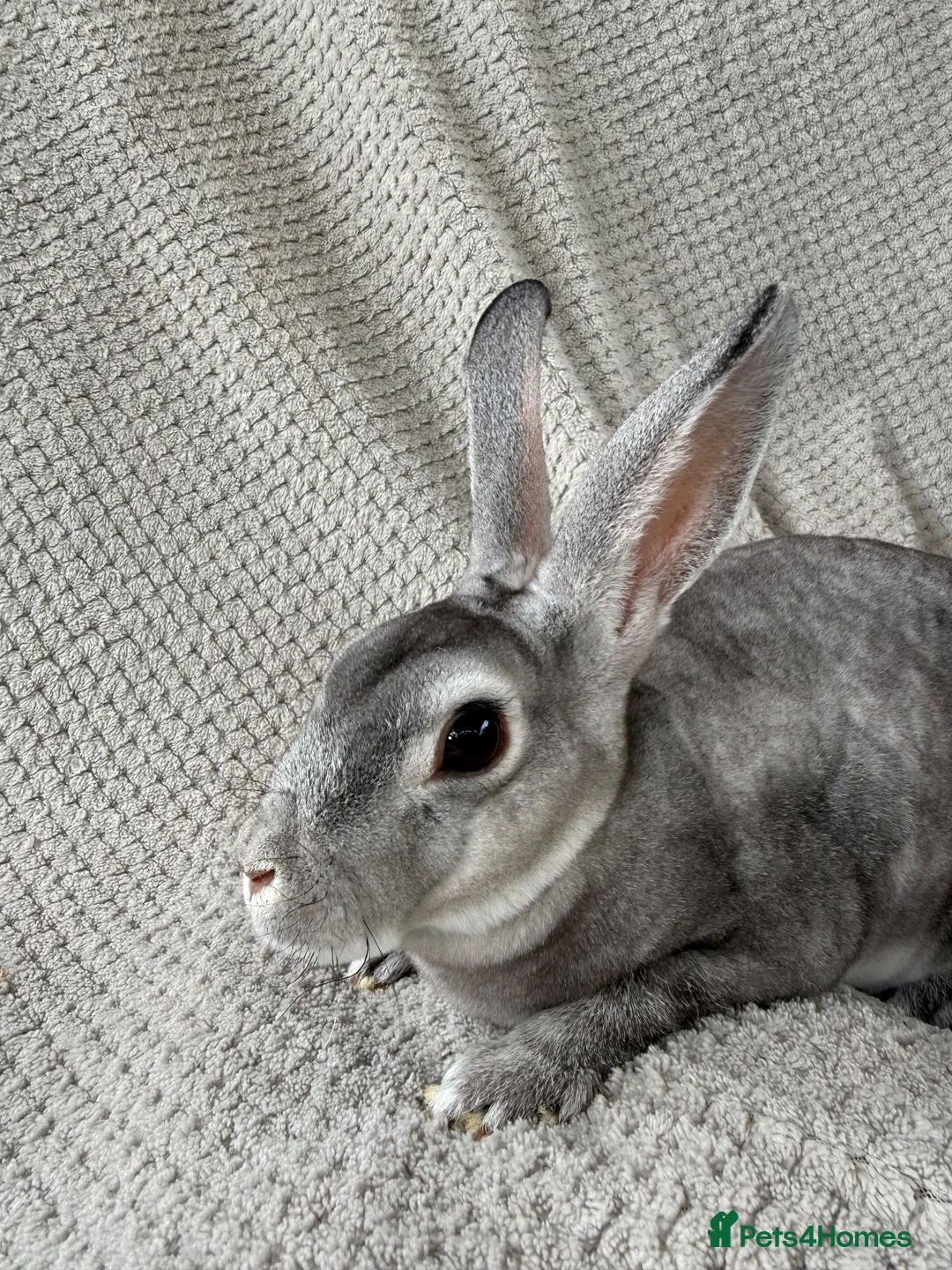 Rex rabbits for sale: Mini Rex doe unneutered for home in Ellesmere - Advert 6