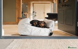Miniature Dachshund dogs for sale: Miniature dachshund puppies  - Image 10