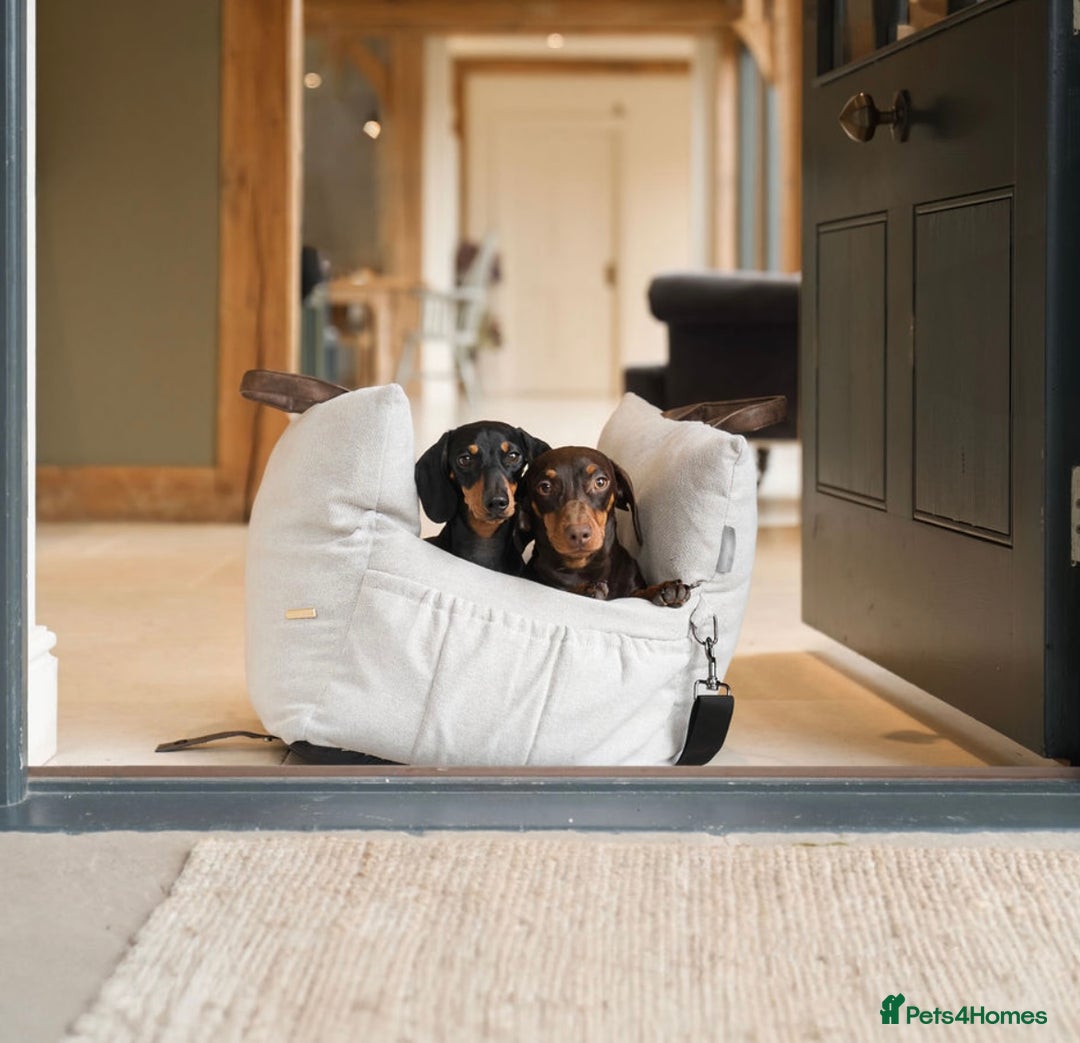 Miniature Dachshund dogs for sale: Miniature dachshund puppies  - Image 10