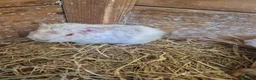 Guinea Pig rodents for sale: Teddy male guinea pigs  - Advert 4