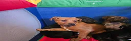 Bandog dogs for sale: 4 Beautiful Mastiff cross American bulldogs  in Darwen - Advert 12