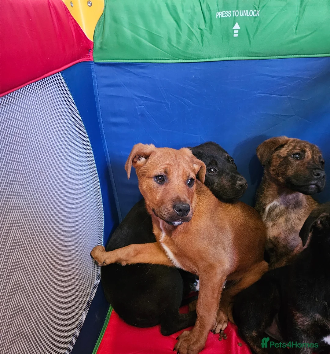 Bandog dogs for sale: 4 Beautiful Mastiff cross American bulldogs  in Darwen - Advert 12