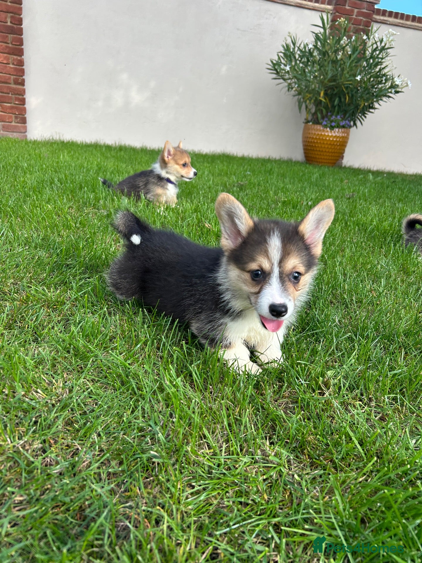 Welsh Corgi Pembroke dogs Welsh Pembroke corgi - Advert 2