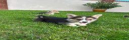 Welsh Corgi Pembroke dogs for sale: Welsh Pembroke corgi - Advert 2