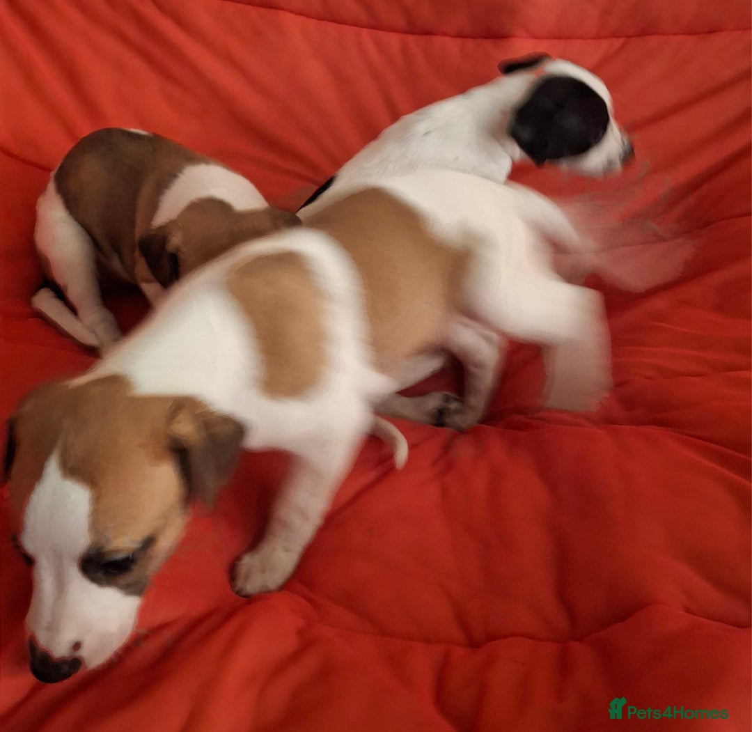 Whippet dogs for sale: KC Particolour Whippet Puppies - Image 6