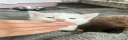 Mixed Breed cats for sale: Angora mix kittens  in London - Advert 2