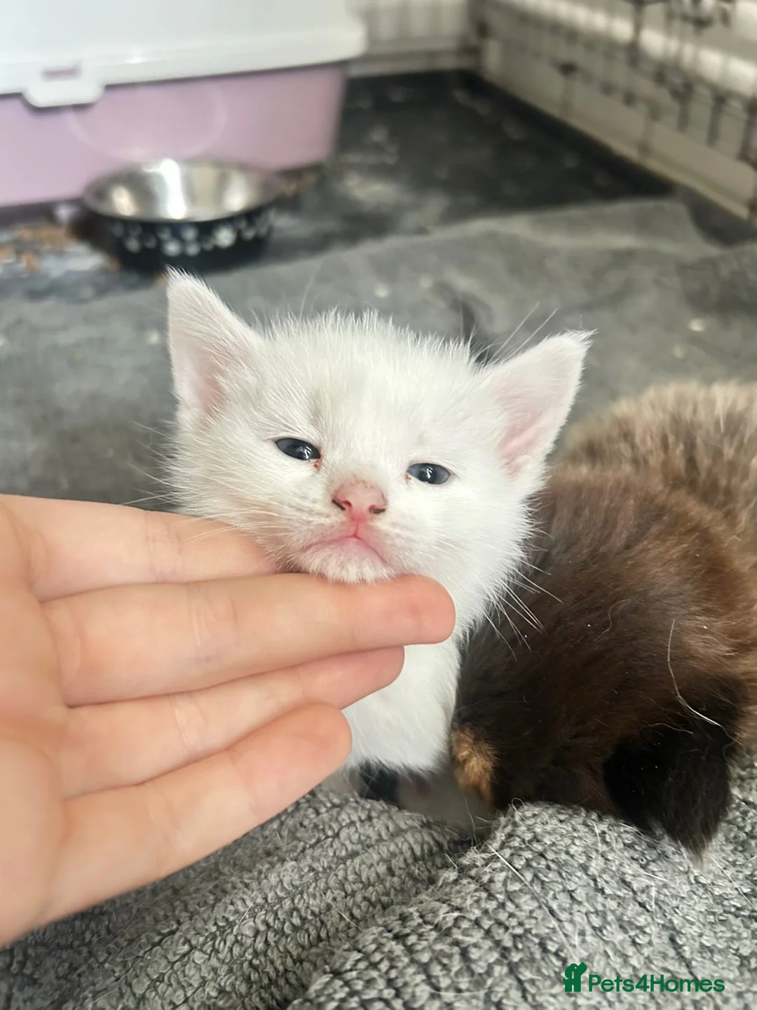 Mixed Breed cats for sale: Angora mix kittens  in London - Advert 2